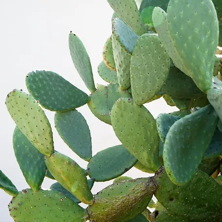 Creste E Mare 3* Ajaccio (Corsica)